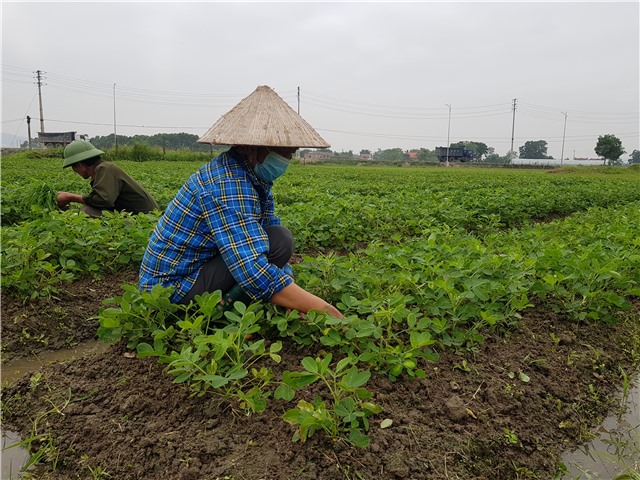 Tập trung chăm sóc, phòng trừ sâu bệnh cho lúa, màu vụ đông - xuân