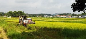 Nông dân Hạ Long tập trung thu hoạch vụ xuân hè